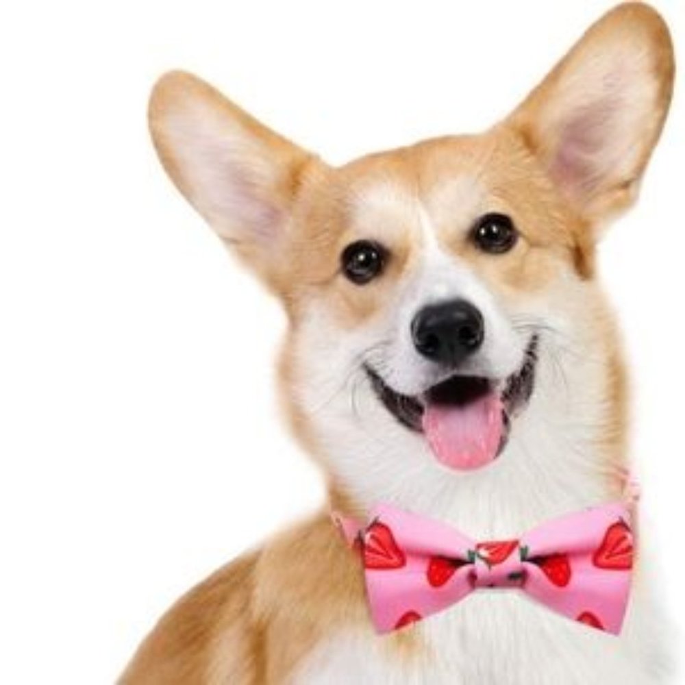 XS Pink red Strawberry dog collar Azuna adjustable Dog Collar